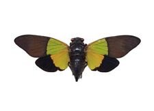 Trengganua sibylla ONE REAL GREEN GOLD BLACK CICADA MOUNTED PACKAGED MALAYSIA picture