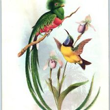 1872 Beautiful Birds Far Off Resplendent Trogon Ceylonese Sun-Bird Land Kirby 2A picture