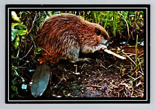 Vintage 1970s Canadian Beaver Postcard, Continental Size, Nature Collectible picture