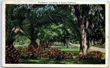 Postcard Eucalyptus and Palms in Sunny California USA North America picture