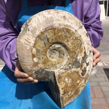 11.3LB TOP Natural Beautiful ammonite fossil conch Crystal specimen healing513 picture