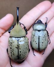 Dynastinae Dynastes Granti 71mm A2 Pair From USA 🇺🇸 picture