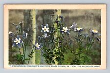 CO-Colorado, Columbine Flower, Colorado State Flower, Vintage Postcard picture