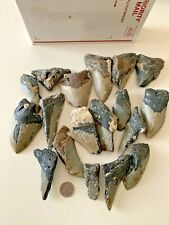 Megalodon Shark Tooth Fossil Dig Kit (3 pounds) FUN & Educational  picture