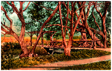 Postcard Vintage Rustic Bridge Among Oak Trees picture