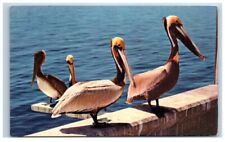 Pelican Peculiar Bird H.S. Crocker Vintage Postcard Posted 1976 Made in USA picture