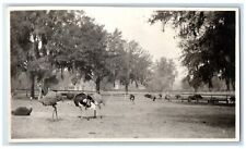 c1940's Ostriches Farm At Spokane Washington WA RPPC Photo Vintage Postcard picture
