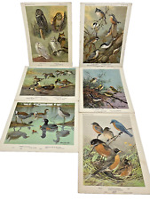 6 Vintage Bird Portraits in Color 1930's Allen Brooks Artist Collectable-A6 picture