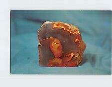 Postcard The Famous Hooded Owl The Triangle Rock Shop Lordsburg New Mexico USA picture