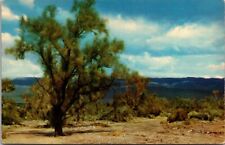 Postcard - The Picturesque Smoke Tree of the California Desert picture