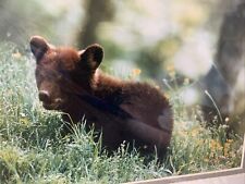 Bear Cub in Meadow Photo By Ken Jenkins Photography-Signed Matted 11” X 14” picture