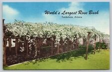 Postcard AZ Tombstone Worlds largest Rose Bush Linen UNP A23 picture