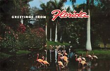 Florida, Greetings, Flamingos, Vintage Postcard picture