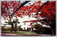 Royal Poinciana Trees Florida Flowers Street View Cancel 1955 Vintage Postcard picture