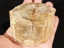 Perfect BARK 225 Million Year Old Polished Petrified Wood Fossil 341gr picture