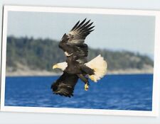Postcard The Bald Eagle picture