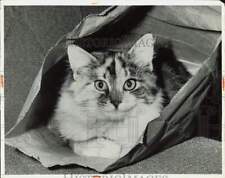 1973 Press Photo Cat 