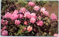Postcard - Rhododendron picture