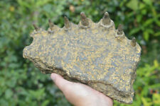 VERY RARE ,LARGE 26cm 2.5kg, CROCODILE JAW SECTION,DISPLAY PIECE, JANAN.AMAZING picture