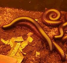 Giant Millipede (Gigas) picture