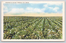Postcard Potatoes In Bloom Presque Isle, Maine A59 picture