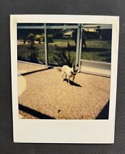 FOUND VINTAGE PHOTO PICTURE Polaroid Small Dog Inside A Florida Lanai picture