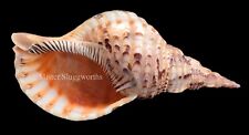 Beautiful Charonia Tritonis Seashell Pacific Large 11