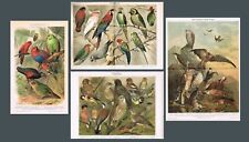 Antique Chromo Lithograph Lot of 4 with Birds picture