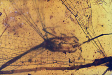 Three rare Zygoptera (Damselfly), Fossil inclusion in Burmese Amber picture
