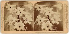 1895 Real Photo Stereoview Underwood Consider the Lilies Strohmeyer & Wyman picture