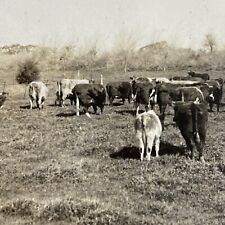 Antique 1910s Cattle Farm In Argentina Stereoview Photo Card P3666 picture