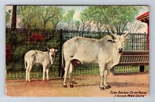 Chicago IL-Illinois, Zebu Sacred Ox Of India, Lincoln, Vintage c1912 Postcard picture