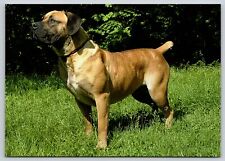 Postcard Boerboel Dog Breed Canis lupus familiaris South African Mastiff picture