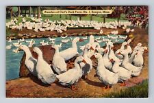 Saugus MA-Massachusetts, Breeders At Carl's Duck Farm, Antique Vintage Postcard picture