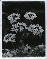 1979 Press Photo Small white-petaled flowers - pia09965 picture
