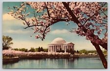 Washington DC The Jefferson Memorial Cherry Blossom Chrome Postcard picture