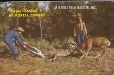 Vintage 1960's Postcard Hunter Fighting for Killed Deer with ANOTHER Deer TRAGIC picture