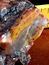 Volcanic Petrified Wood Limb Cast Utah Vivid Colors in Qrtz Yellow Cat Utah picture