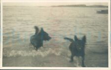 Terrier Dogs in splashing through sea 5.5x3.5
