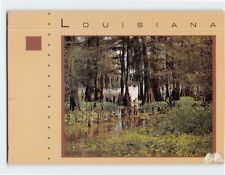 Postcard Swamp With Cypress Knees Louisiana USA picture