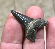 VERY RARELY SEEN “CUSPED” - CALVERT CLIFFS,MD. - 1.4” - Mako Shark Tooth Fossil picture
