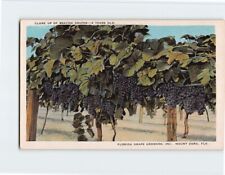 Postcard Close Up Of Beacon Grapes, Florida Grape Growers, Inc., Mount Dora, FL picture