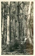 Arizona Summerhaven Giant Aspen Trees Mt Lemmon 1950s RPPC Postcard 22-2867 picture