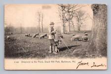 Shepherd & Sheep Dog w Flock in Druid Hill Park BALTIMORE Antique Postcard 1906 picture