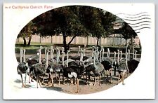Original Old Vintage Outdoor Postcard California USA Ostrich Bird Farm 1907 picture