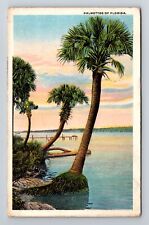 FL-Florida, Palmettos, Palm Trees, Vintage c1914 Postcard picture