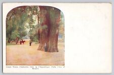 Postcard  Giant Trees, Centuries Old in Chapultepec Park Mexico   JF1.86 picture