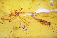 RARE Pair of Zygoptera (Damselfly), Fossil inclusion in Burmese Amber picture