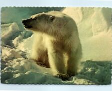 Postcard - Alaskan Polar Bear picture