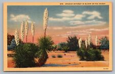 Spanish Bayonet In Bloom On The Desert Yucca Aloifolia  Flowers Postcard Vtg G8 picture